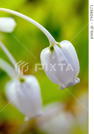 灯台躑躅 7408671