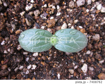 へちまの双葉 7408762