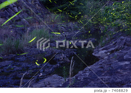 蛍の舞 7408829