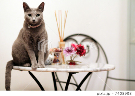 猫と机 猫と机 7408908