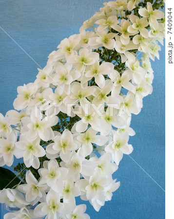 柏葉紫陽花 7409044