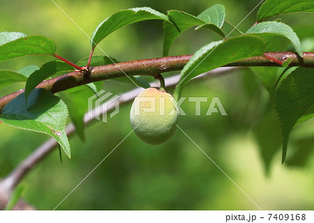 梅の実 7409168