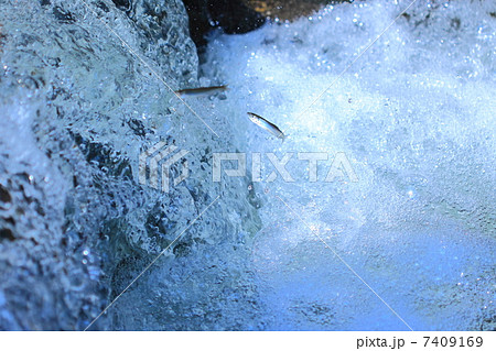 天然鮎の遡上 7409169