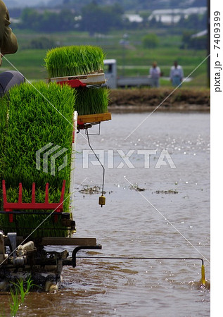 乗用田植え機で田植え 乗用田植え機で田植え 7409399