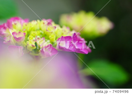アジサイ 7409496