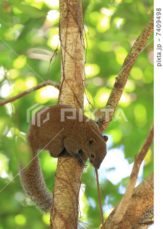 タイワンリス 7409498