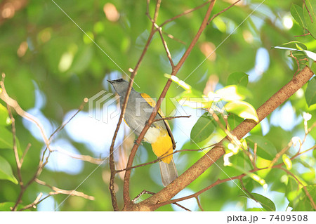 ハイムネヒヨドリGrey-bellied Bulbul 7409508