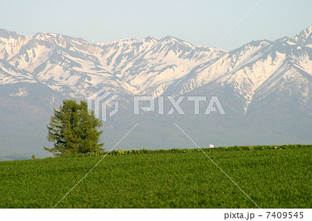 嵐の木?十勝岳連峰 嵐の木?十勝岳連峰 7409545