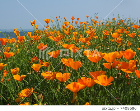 ヒナゲシの花 7409696