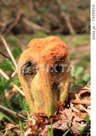 ゼンマイの若芽 7409859