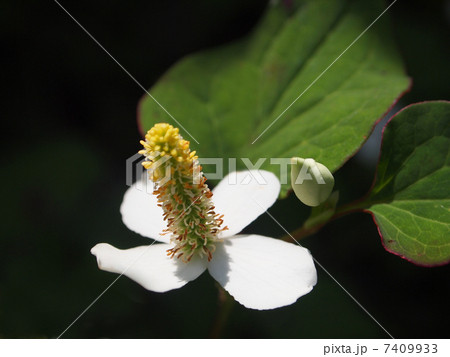 ドクダミ 7409933