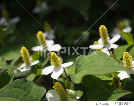 ドクダミ 7409934