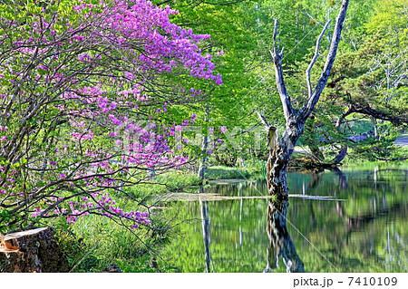 新緑の駒出池 新緑の駒出池 7410109
