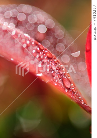 雨上がりの秋１ 7410257