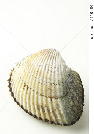 本家に真っ青サルボウガイ 7410284