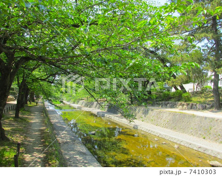夙川の新緑 夙川の新緑 7410303