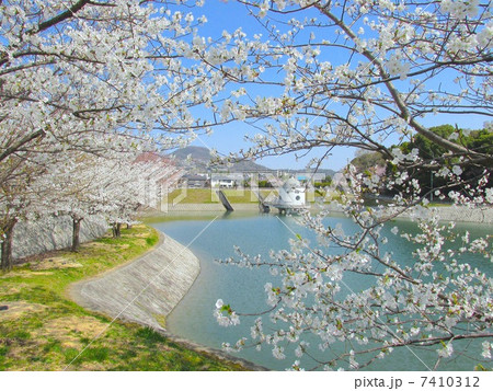 満池谷 ニテコ池と桜 満池谷 ニテコ池と桜 7410312