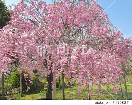 北山緑化植物園の八重桜 7410327
