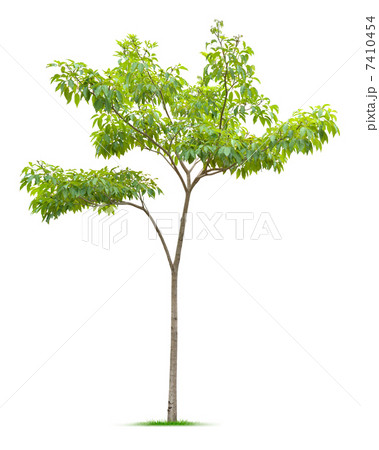 Tree 7410454