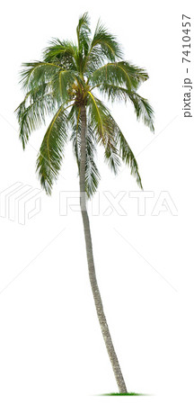 Coconut tree 7410457