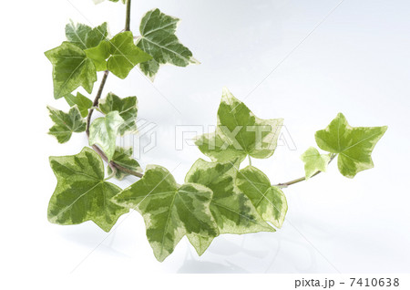 ツタの葉 7410638