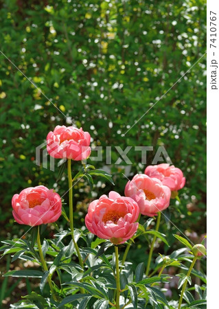 満開の芍薬 満開の芍薬 7410767