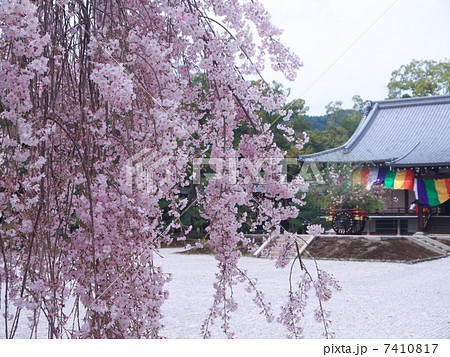 嵯峨野大覚寺の春 7410817