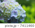 紫陽花 7411460