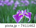 はなしょうぶ 7411462