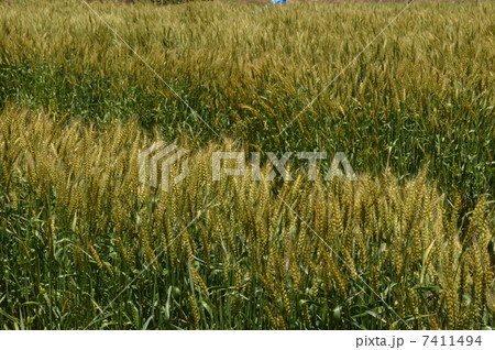 麦咲く頃 八王子市 麦咲く頃 八王子市 7411494