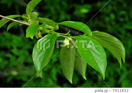 カキノキ 7411652
