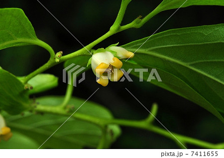 カキノキ カキノキ 7411655