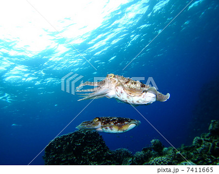 コブシメのペア コブシメのペア 7411665