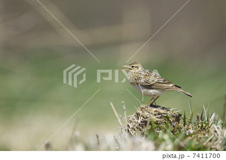 囀るヒバリ 7411700