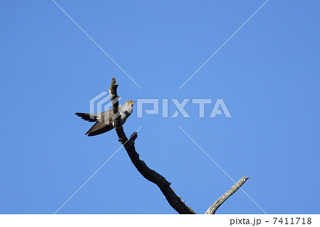 カッコウ 7411718