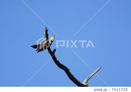 カッコウ 7411720