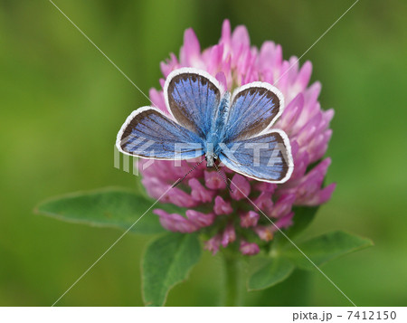 ヒメシジミ 7412150