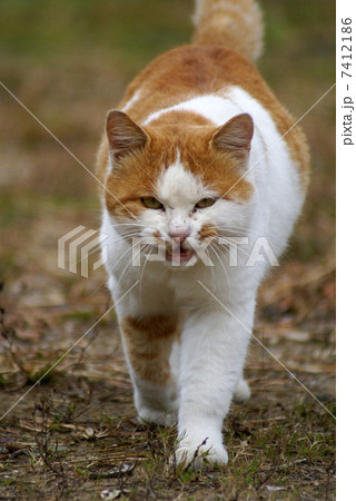 向かってくる猫 7412186