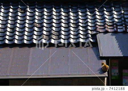 屋根の猫 7412188