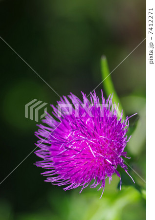 アザミの花 7412271