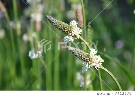ヘラオオバコ 7412276