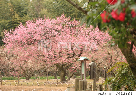 岡山後楽園(岡山市)の梅林 岡山後楽園(岡山市)の梅林 7412331