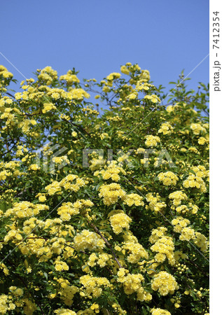 モッコウバラ(木香薔薇) モッコウバラ(木香薔薇) 7412354