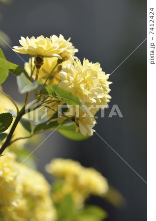モッコウバラ(木香薔薇) モッコウバラ(木香薔薇) 7412424