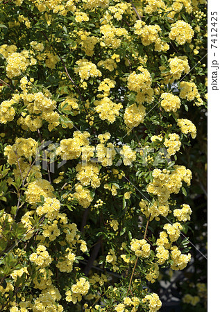 モッコウバラ（木香薔薇） 7412425