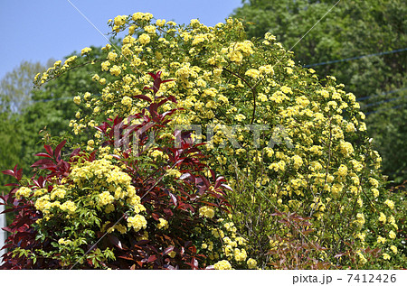 モッコウバラ(木香薔薇) モッコウバラ(木香薔薇) 7412426