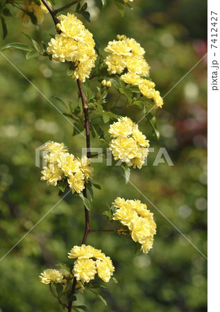 モッコウバラ（木香薔薇） 7412427