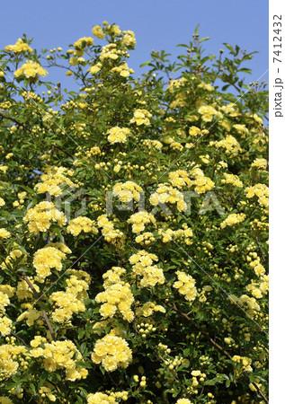 モッコウバラ(木香薔薇) モッコウバラ(木香薔薇) 7412432