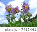 ジャガイモの花 7412441