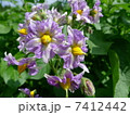 ジャガイモの花 7412442